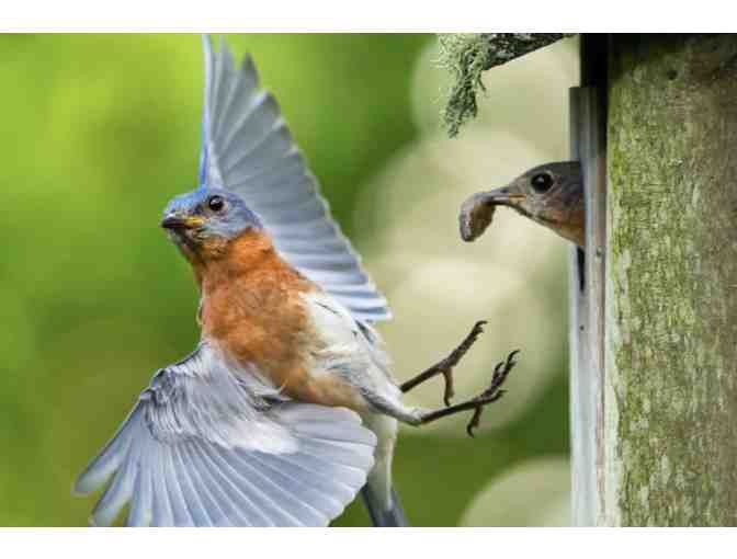 Custom Made Bluebird Nest Box