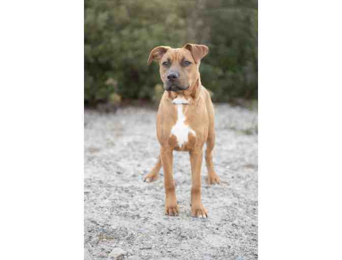 Photo session with Woofdog Studio with Images