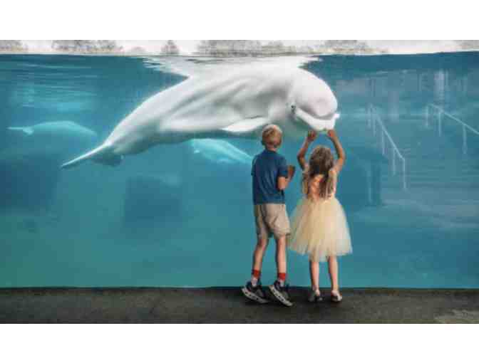 Mystic Aquarium tickets