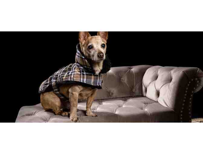 Portrait Session with Photo Credit to Boston's Fur Baby Portrait Studio