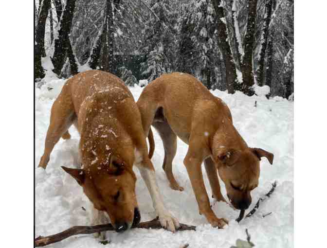 3 days of overnight dog lodging from The Crooked Rooster Dog Resort