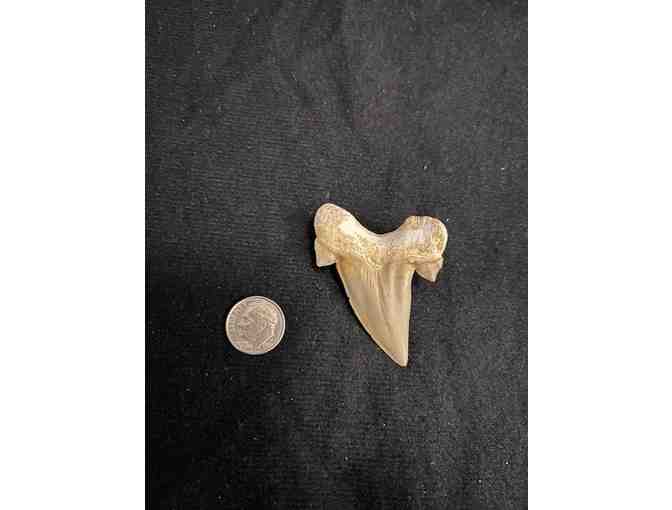 FANG: Shark TOOTH (Megalodon, Cuspids, 2 Million Years Old, Right Side)