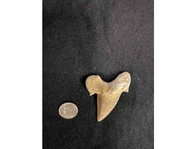 FANG: Shark TOOTH (Megalodon, Cuspids, 2 Million Years Old, Right Side)