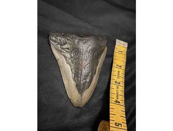 SHARK TOOTH: 4' HUGE Megalodon (2 Million Years Old)