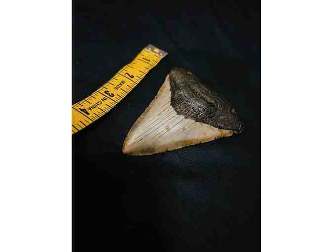 SHARK: Megalodon, 4' Museum-Quality Tooth (Giant, Serrations)