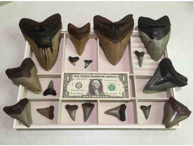 SHARK: Megalodon, 4' Museum-Quality Tooth (Giant, Serrations)