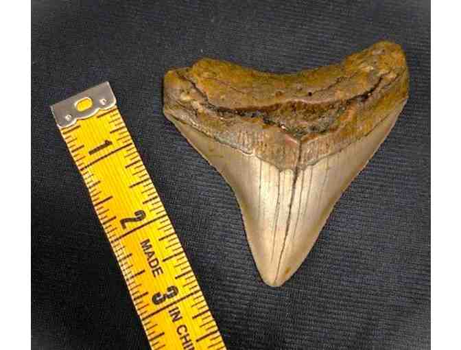 1 SHARK TOOTH: Megalodon (Museum Quality, Rare - 3.5", Chubutensis) - Photo 1