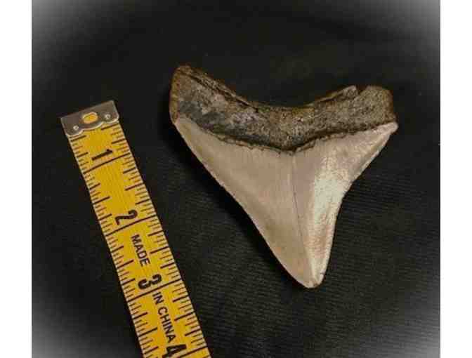 1 SHARK TOOTH: Megalodon (Museum Quality, Rare - 3.5", Chubutensis) - Photo 2