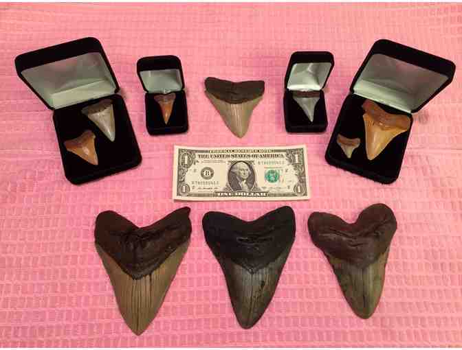 1 SHARK TOOTH: Megalodon (Museum Quality, Rare - 3.5", Chubutensis) - Photo 5