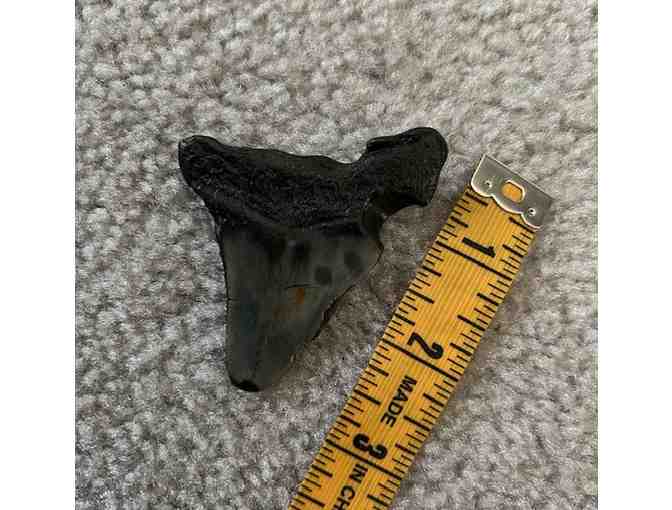 MEGALODON: Shark TOOTH (Giant, 3' Size - 2 Million Years Old)
