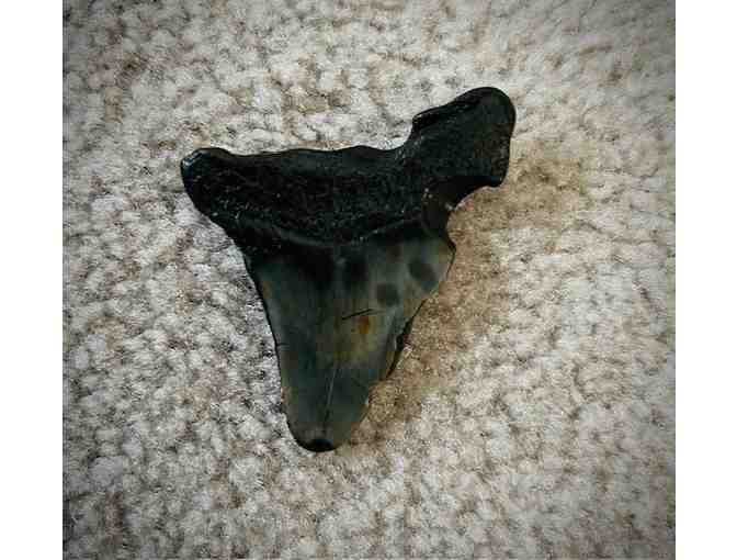 1 MEGALODON: Shark TOOTH (Giant, 3" Size - 2 Million Years Old) - Photo 5