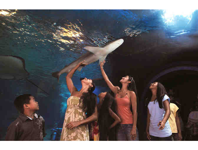 Admission for a Family of Four to Maui Ocean Center (MAUI)