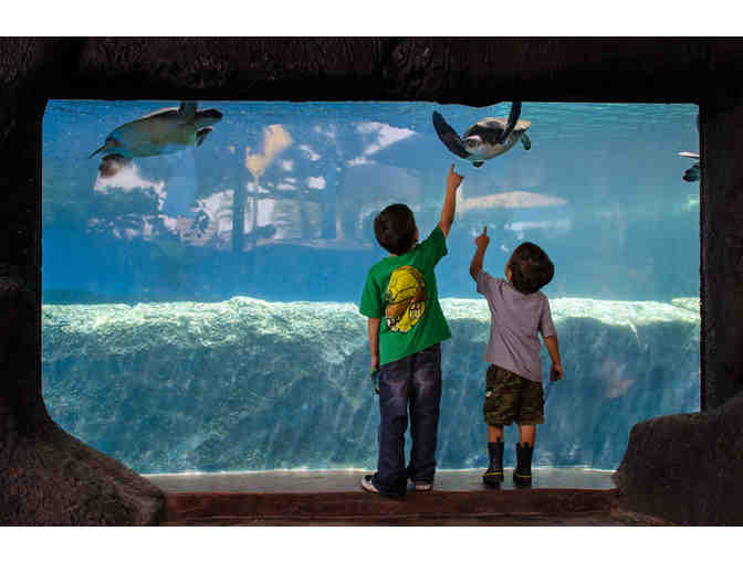 Admission for a Family of Four to Maui Ocean Center (MAUI)