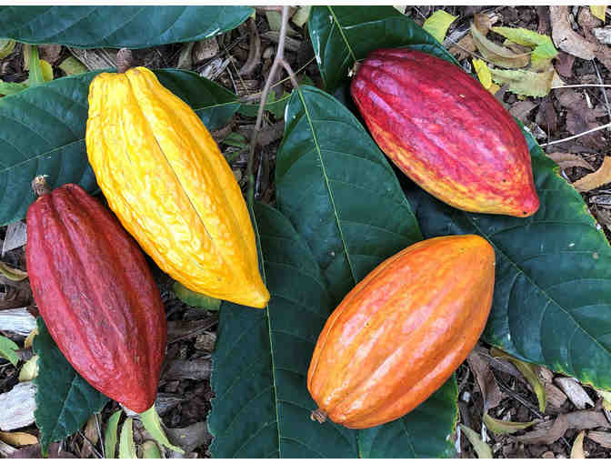 Coffee and Cacao Farm Tour for Four at Waialua Estate (OAHU)