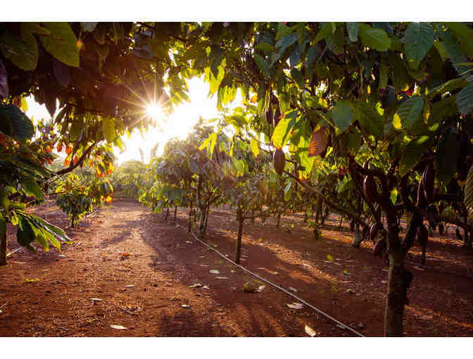 Coffee and Cacao Farm Tour for Four at Waialua Estate (OAHU)