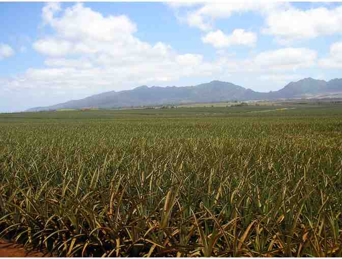 Dole Pineapple Farm Tour for Four (OAHU)