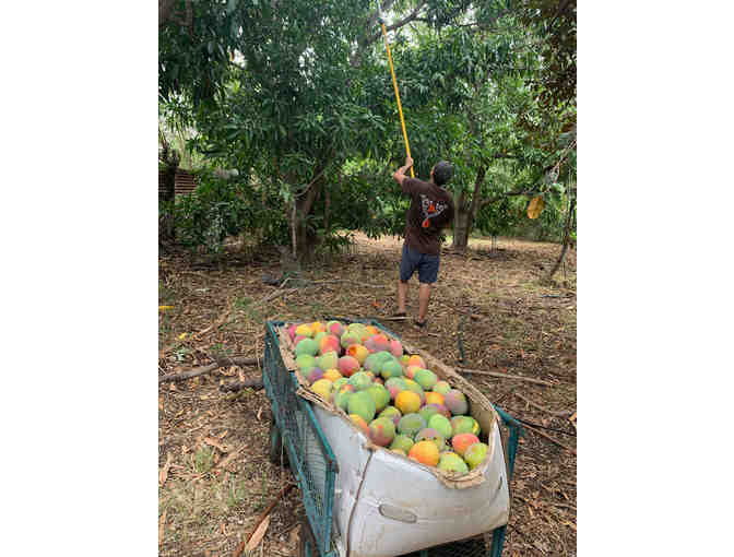 25 Pounds of Makaha Mangoes (OAHU)