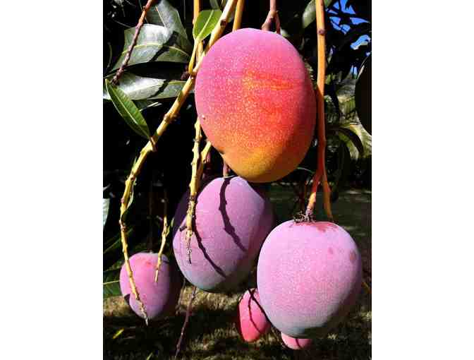 25 Pounds of Makaha Mangoes (OAHU)