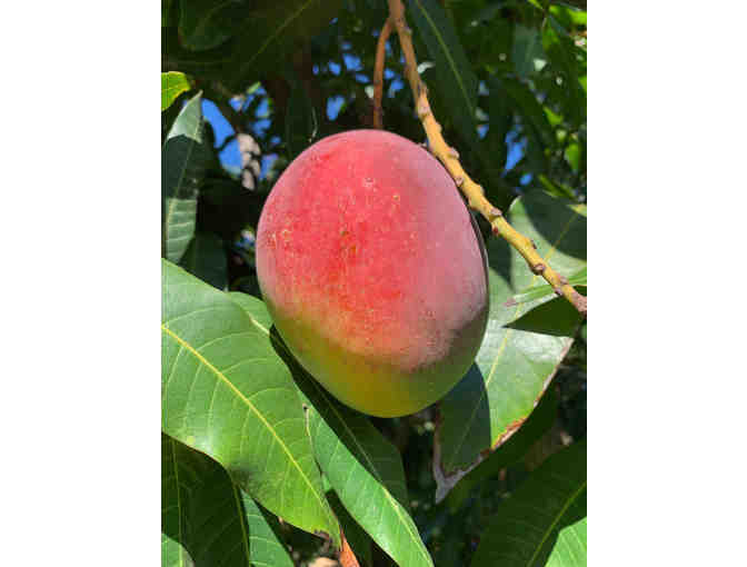 25 Pounds of Makaha Mangoes (OAHU)