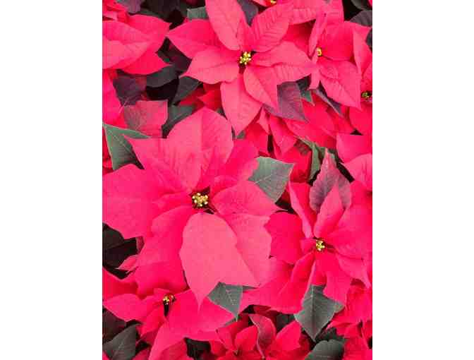 TEN Poinsettia Plants for the Holidays