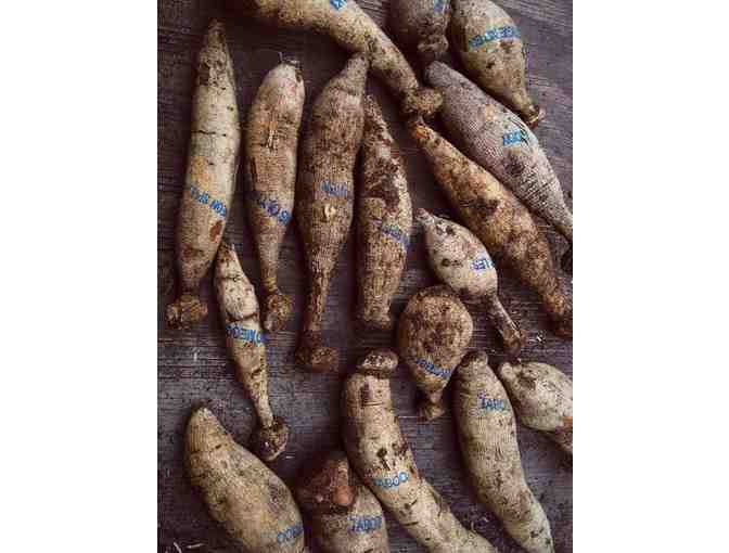 Dinner Plate Size Exhibition-Quality Dahlia Tubers Set of 15