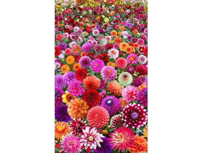 Fifteen Medium-Large Exhibition-Quality Dahlia Tubers