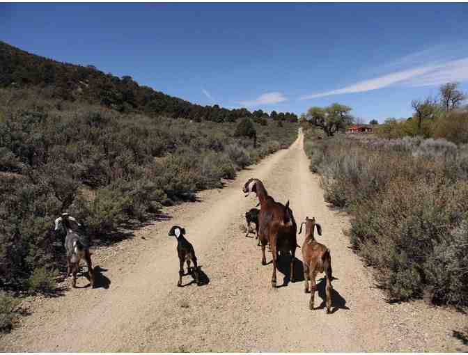 Angeles Crest Creamery Goat Love & Coffee Roasting Lesson 4 Tickets