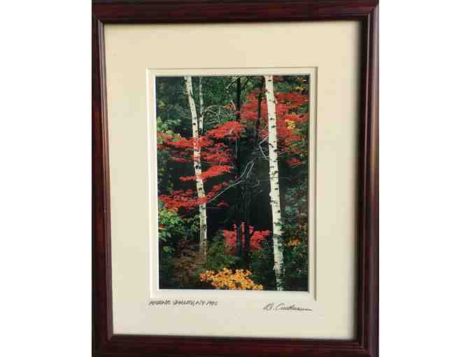 Framed Photo - Autumn Birches by Al Anderson, New Hampshire Photographer