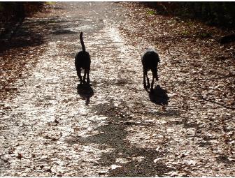 Dog Walking Services  - Walk-A-Lu
