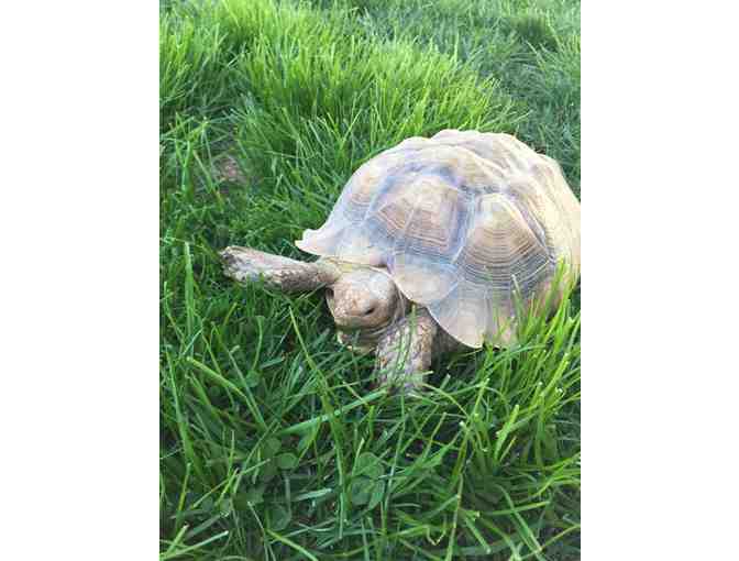 Ms. Egan - Teacher & Tortoise Experience for One (1) Student Grade K - 3