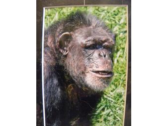 'Cheeky Chimp' Painting by 'Bo', African Chimpanzee