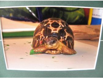 'Don't Rush Me' Spider Tortoise