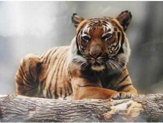 'Majestic Malayan' Painting by 'Tanvir', Malayan Tiger