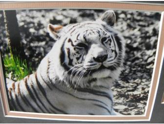 'Charcoal Sunset' Painting by 'Kali', Bengal Tiger