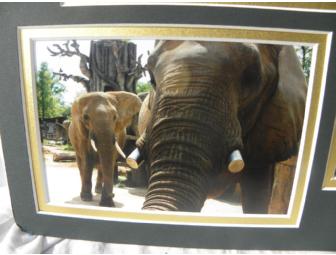 'Strokes of Genius' Painting by 'Jana' and 'Edie', African Elephants
