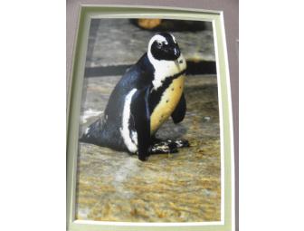 'Two-Stepping' Painting by 'Jello', African Penguin