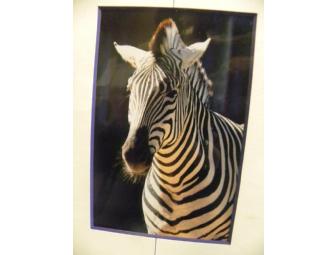 'Zebra Mash' Painting by 'Charley Harper', Grant's Zebra