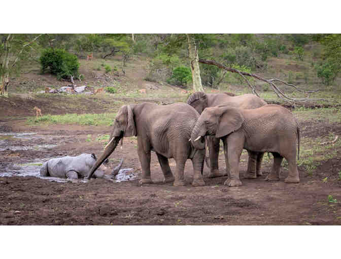 South African Safari