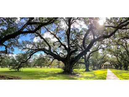 Oak Alley Foundation - Beautiful Oak Alley 24 x 36 Canvas Print