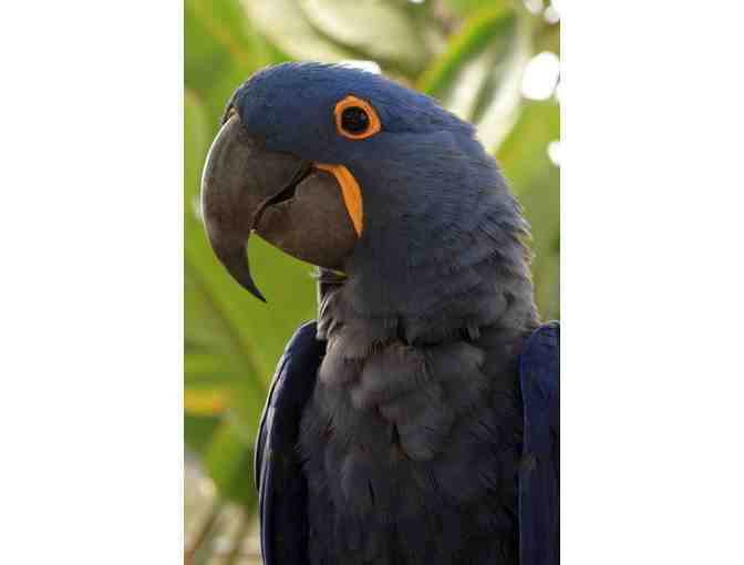 Guided Tour & Admission for 4 at the Free Flight Exotic Bird Sanctuary in Del Mar, California