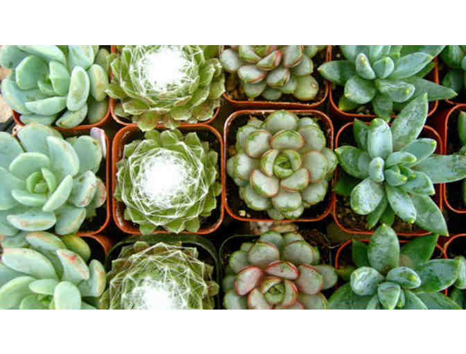 Gardens by the Sea Nursery Gift Certificate ($35 Value)