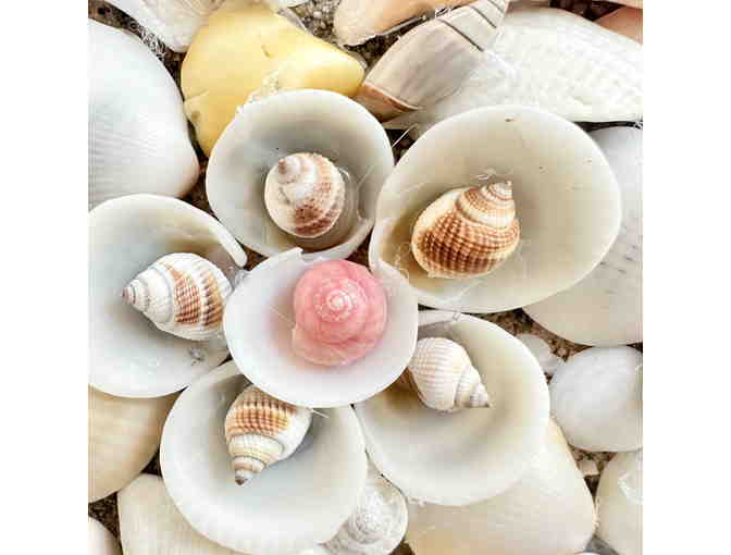 TropiCod By Patti DiCarlo Baker