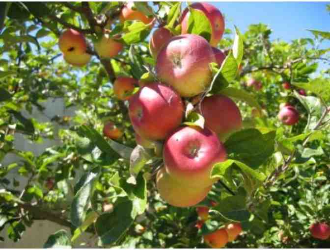 Family Apple Picking Package #2  - Brooksby Farm, Peabody MA