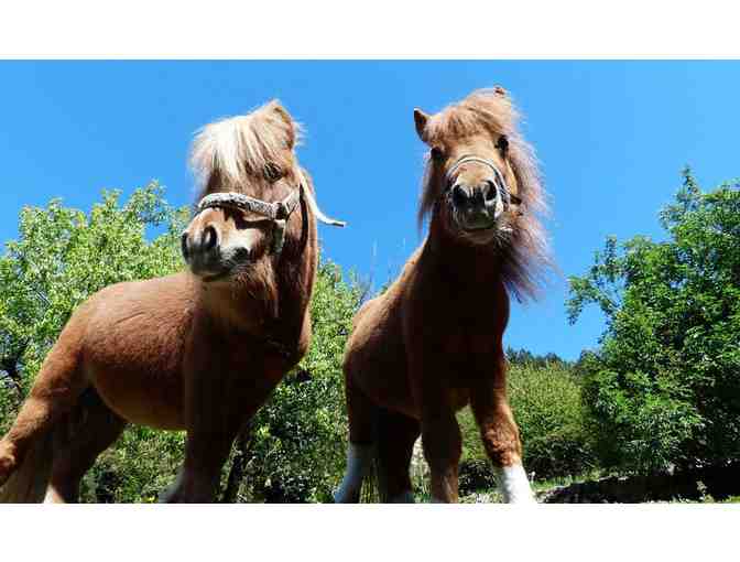 Magical Pony Party - Oct 19, 2025