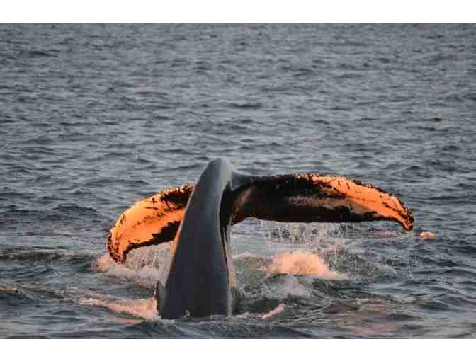 Boston Harbor's Sunset Cruise for 4