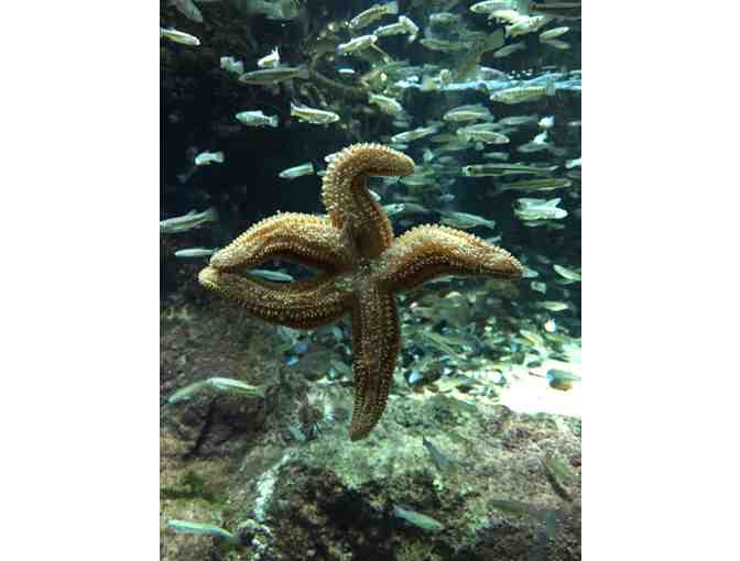 Two Passes to New England Aquarium