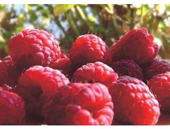 Organic Potted Raspberry Plants