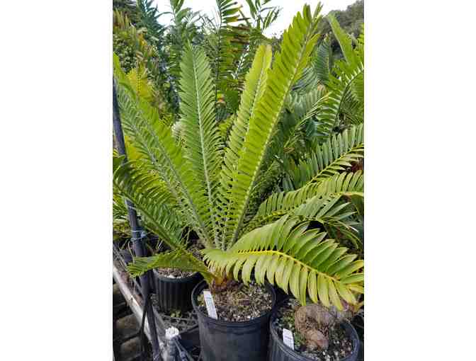 Gorongo Cycad