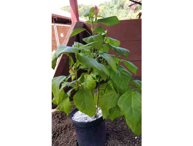 Hibiscus waimeae ssp hannarae Plant