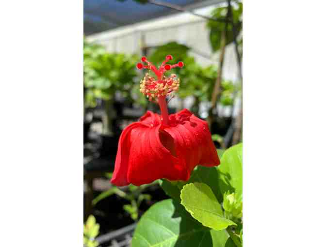 Hibiscus kokio subsp. kokio